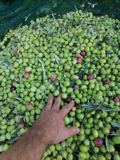 Olio Sud – Sizilianisches Bio Olivenöl extra vergine 0,5L