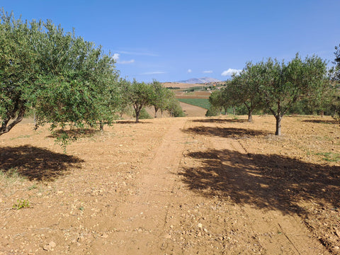 Olio Sud – Sizilianisches Bio Olivenöl extra vergine 0,5L