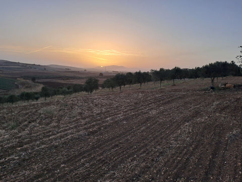 Olio Sud – Sizilianisches Bio Olivenöl extra vergine 0,5L