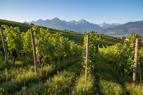 organic vineyard Lieselehof